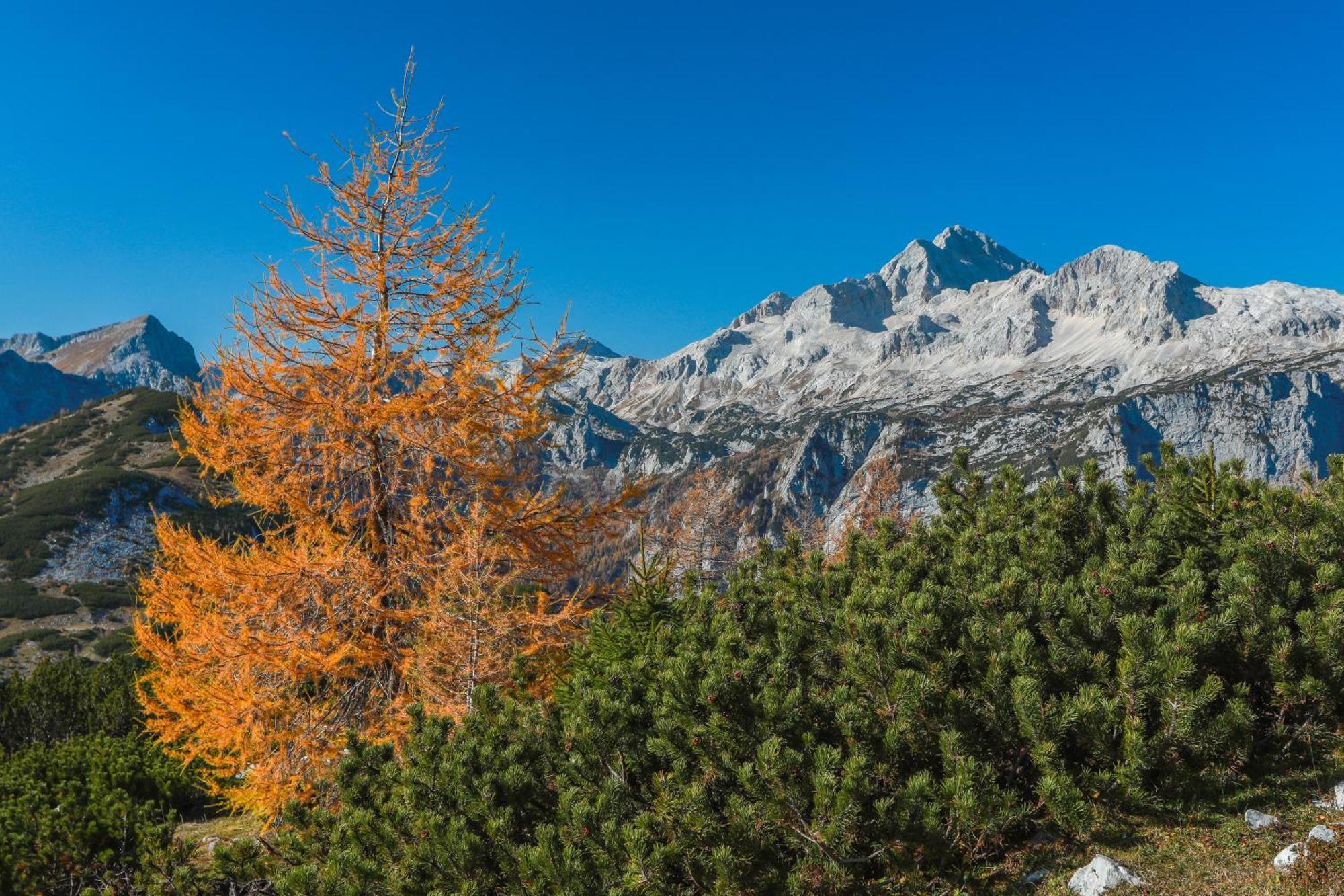 Horská chata House Podgosar Pokljuka